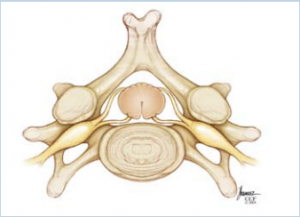 Healthy Cervical Spine